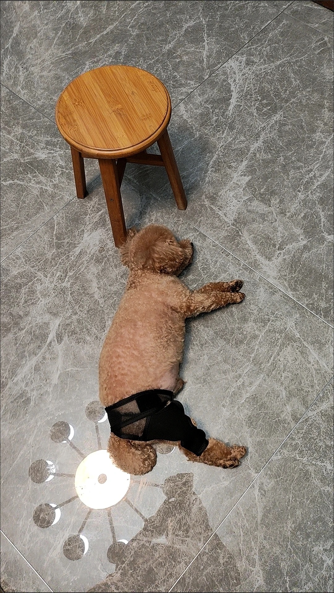 DOGLEMI Dog Rear Leg Brace for Fix Patella Dislocation review Karen M