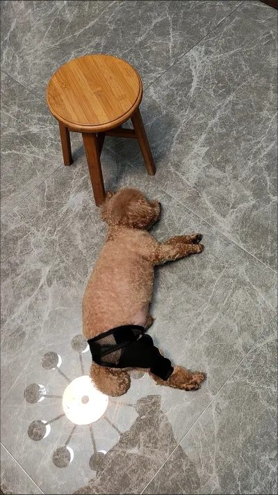 DOGLEMI Dog Rear Leg Brace for Fix Patella Dislocation review Karen M
