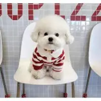 Casual Striped Round Neck T-Shirt Two-legged Pet Clothes review 0
