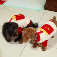 Pet Clothing In Red And White Color Scheme For Autumn And Winter review 0