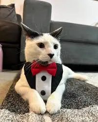 Bow - tie Collar Red Black Gentleman Party Festival Pet Accessories review Linda Carter