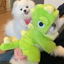 Cute Little Dinosaur Winter Dog Clothes review Sophia Martin