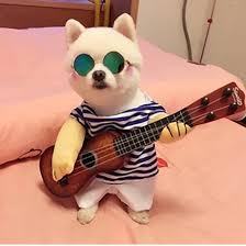 Pet Guitar Clothes Funny Outfit review Natalie Brooks