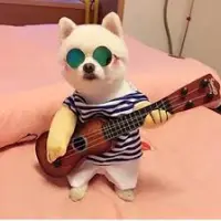 Pet Guitar Clothes Funny Outfit review 0