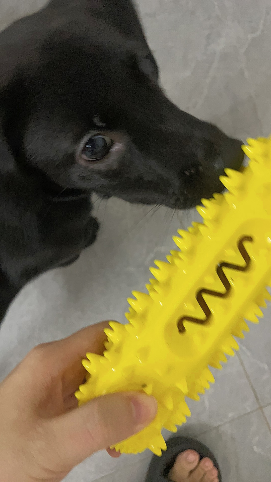 Dog Chew Toy Rubber Molar Stick review Rebecca Carter