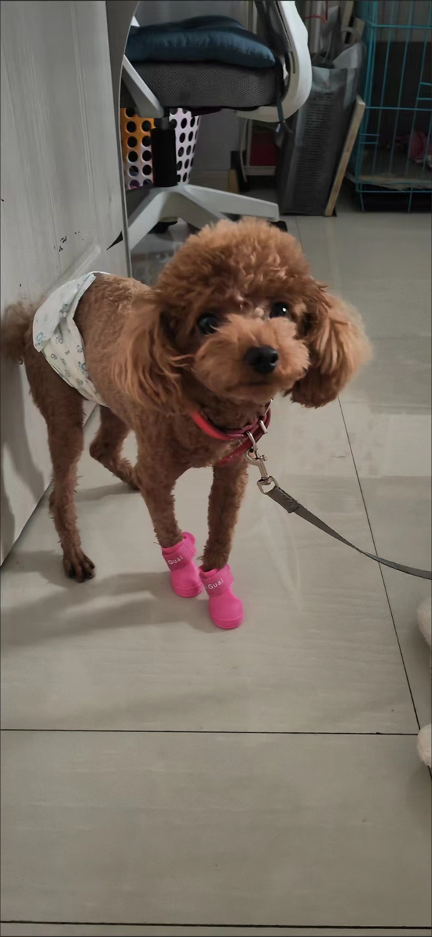 Dog Waterproof Rain Boots review Jonathan Mitchell