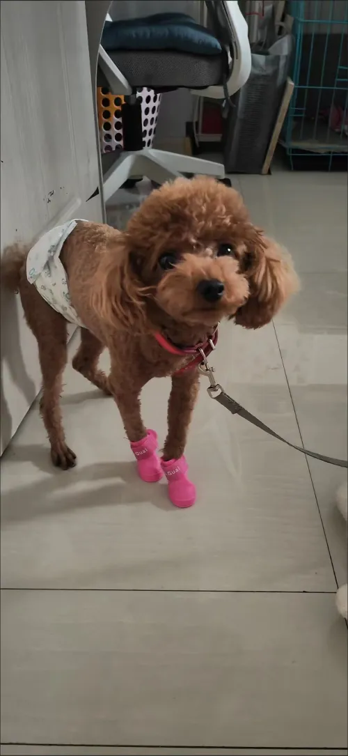 Dog Waterproof Rain Boots review Jonathan Mitchell