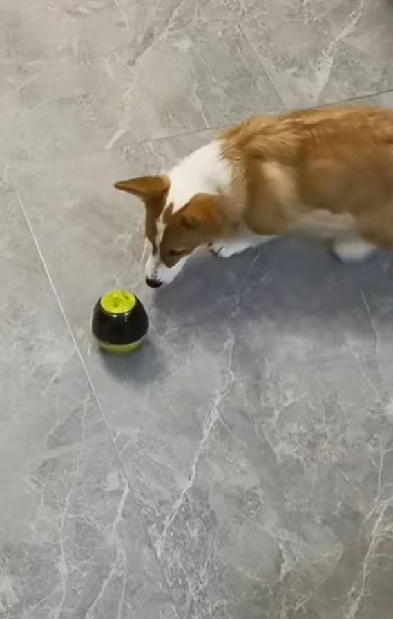 Dog Slow Food Toy Tumbler Bowl Food Dispensing Ball review Mark Wilson