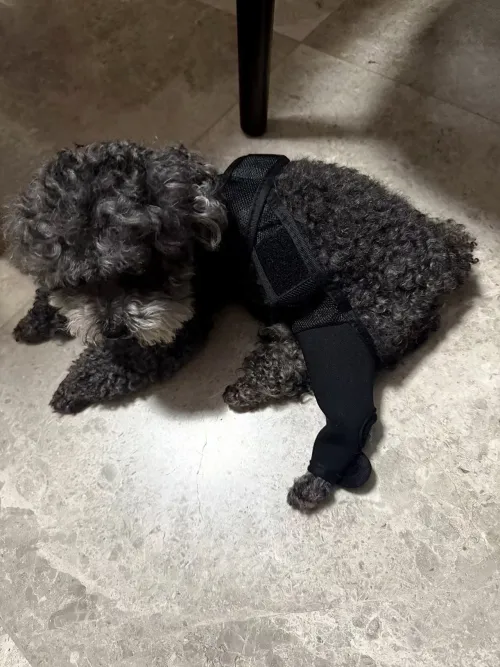 DOGLEMI Dog Rear Leg Brace for Fix Patella Dislocation review Sarah Thompson