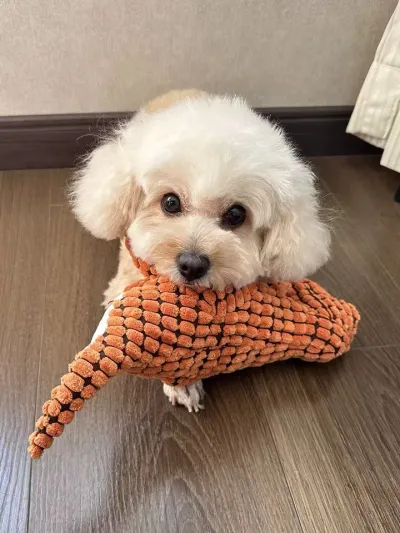 Dog Plush Dinosaur Toy, Grinding Teeth, Making Noise, Venting Toy review Dylan Foster
