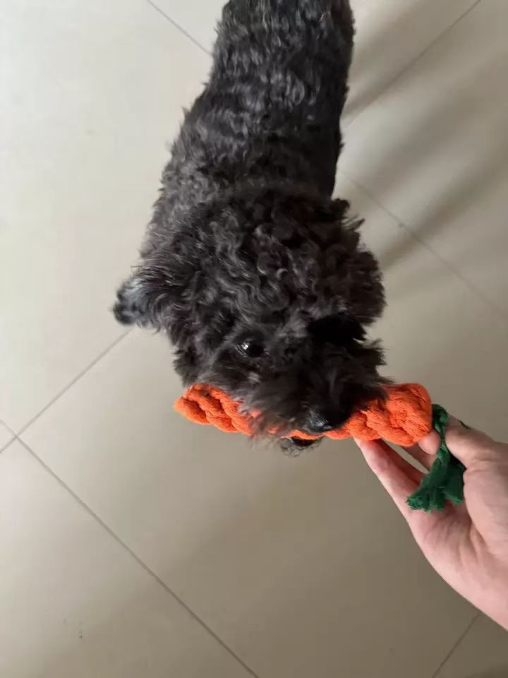 Pet Carrot Cotton Rope Dog Toy review Sophia Johnson