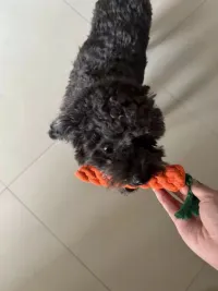 Pet Carrot Cotton Rope Dog Toy review 0