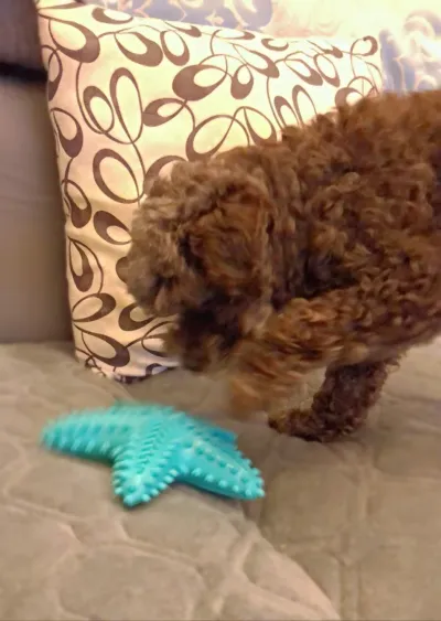 Dog Chew Toy Rubber Molar Starfish review Noah Ramirez