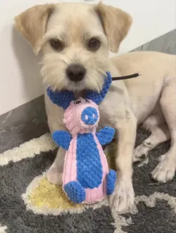 Dog Toy Teeth Grinding Cords Plush Toy review Oliver Brooks