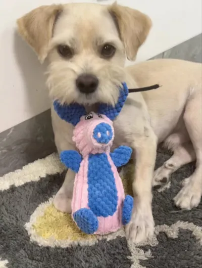 Dog Toy Teeth Grinding Cords Plush Toy review Oliver Brooks