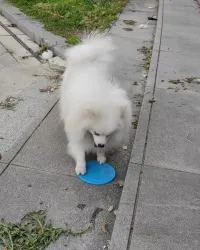 Dog Throw Toy Training Flying Saucer review 0