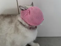 DOGLEMI Cat Muzzle Breathable Mesh Muzzle Adjustable Cat Mask That Prevents Eating Biting And Barking review 0