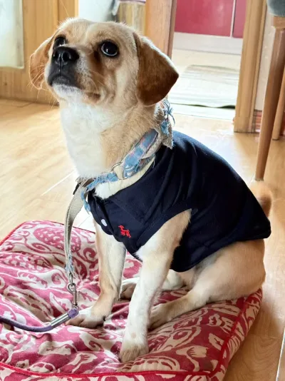 Solid Color Polo T-Shirt Breathable Two-Leg Vest Pet Clothes review Melissa Green