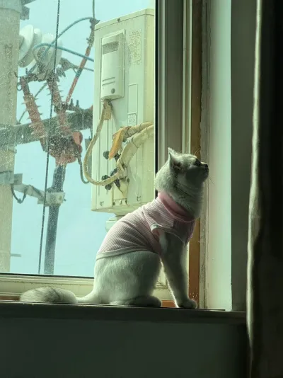 Macaron Contrast Lapel Casual T-Shirt Pet Clothes review Brandon Mitchell
