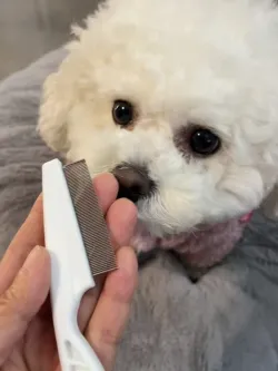 Pet Comb, Beard, Mouth Hair, Dense Teeth, Small Face Comb review Jessica Martinez