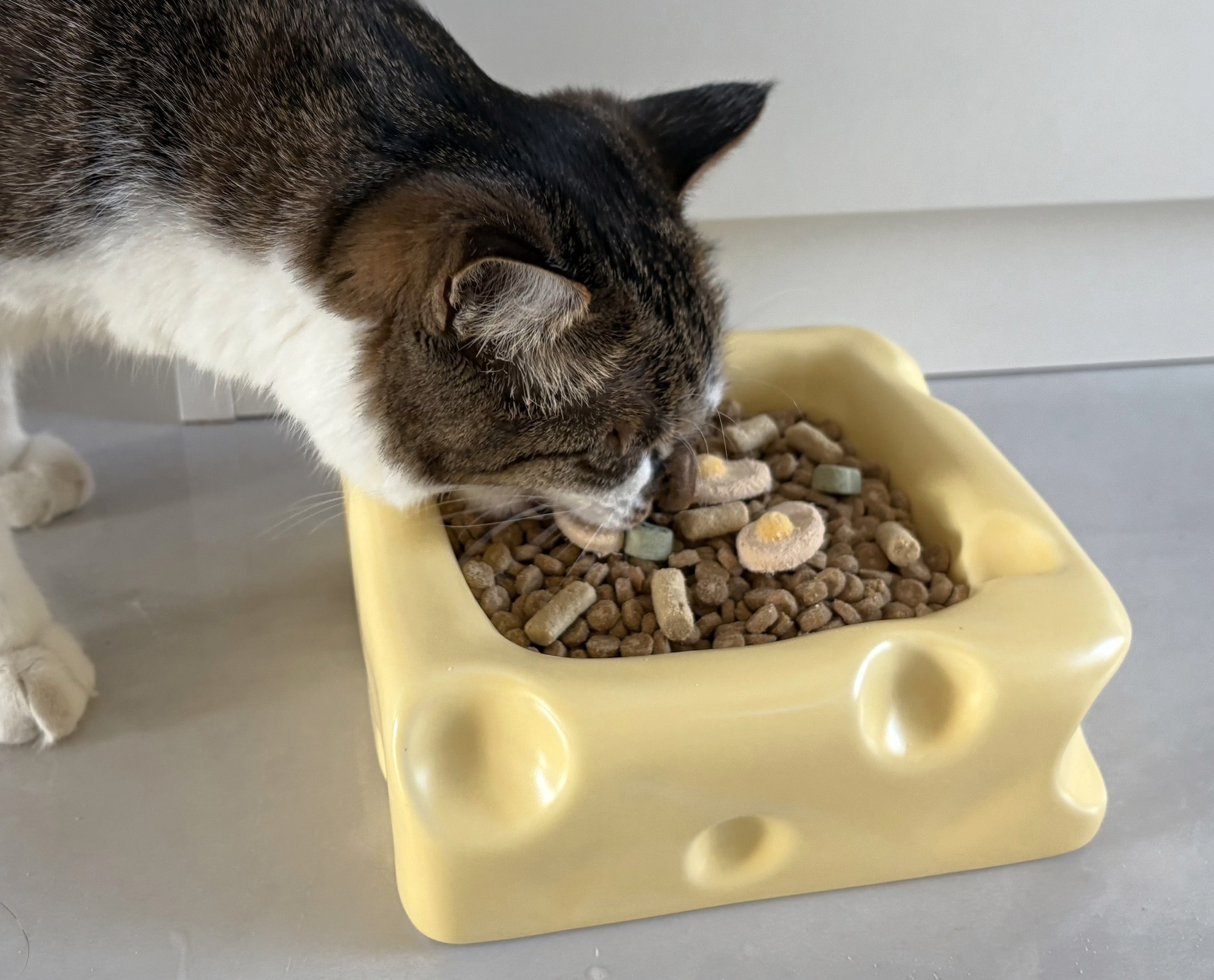 Cute Ceramic Cheese shaped Pet Bowl review Daniel Thompson