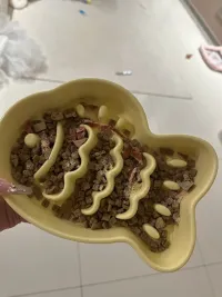 Slow eating Fish shaped Pet Bowl review 0