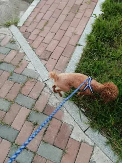 Reflective Dog Harness review Nathan Brooks