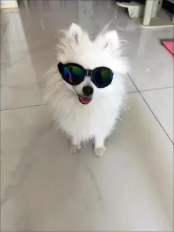 Six color Optional Pet Windproof Sunglasses review David Reynolds