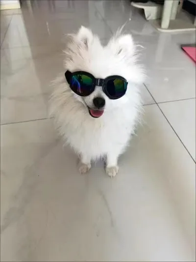 Six color Optional Pet Windproof Sunglasses review David Reynolds