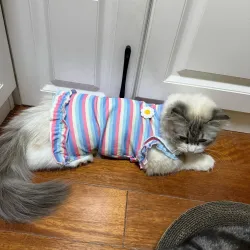 Pet Princess Striped T-shirt Dress review Emily Carter