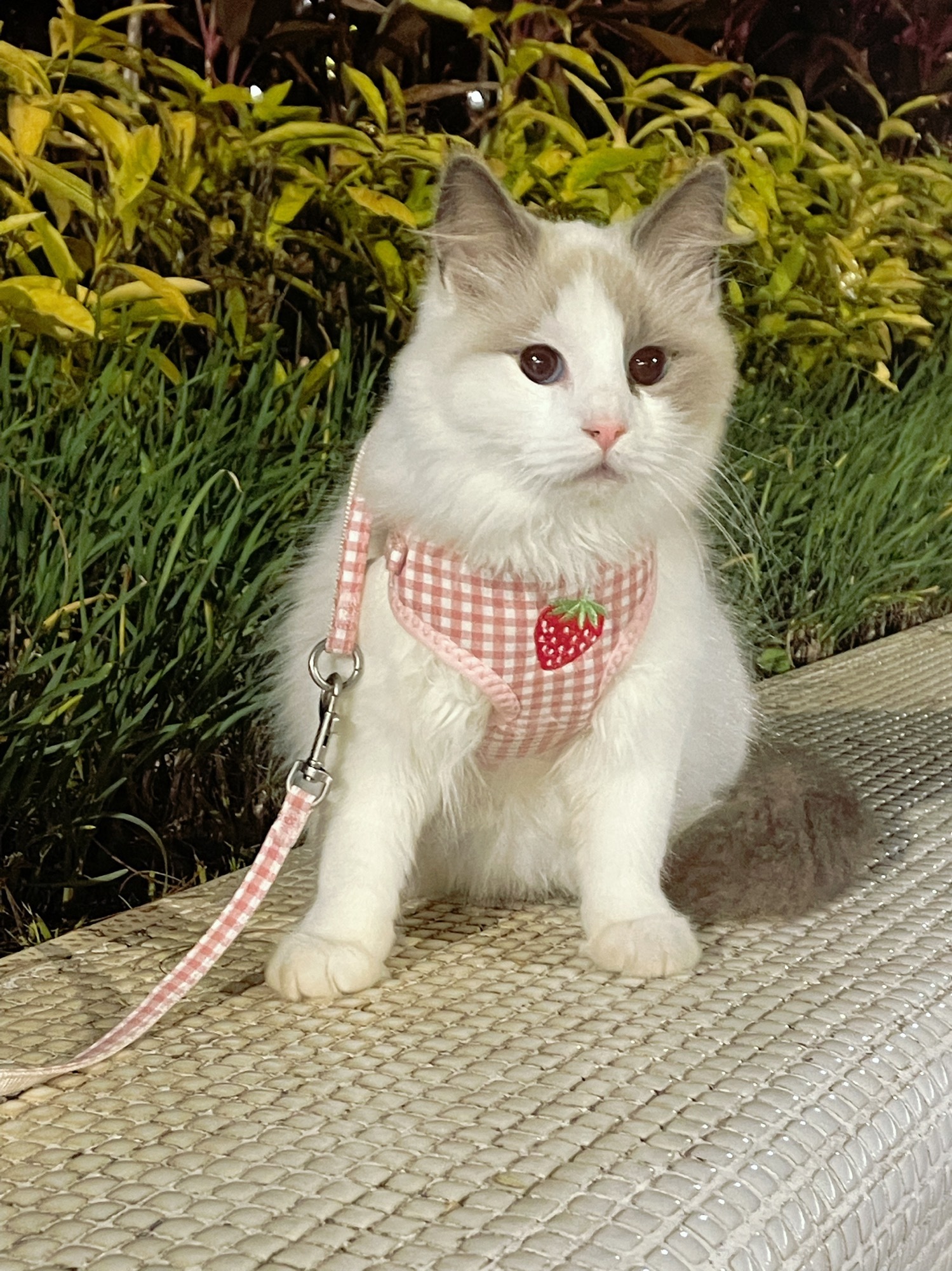 Fruit Pet Safety Harness review Stephanie Bennett