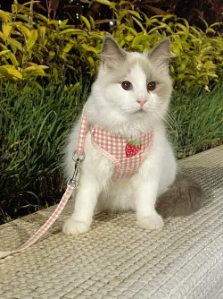 Fruit Pet Safety Harness review Stephanie Bennett