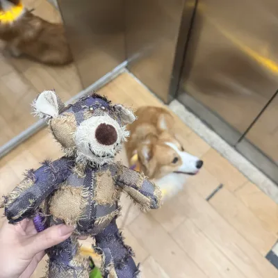 Plush Bear Dog Toy Grinds Teeth And Is Bite Resistant review Christina Ward