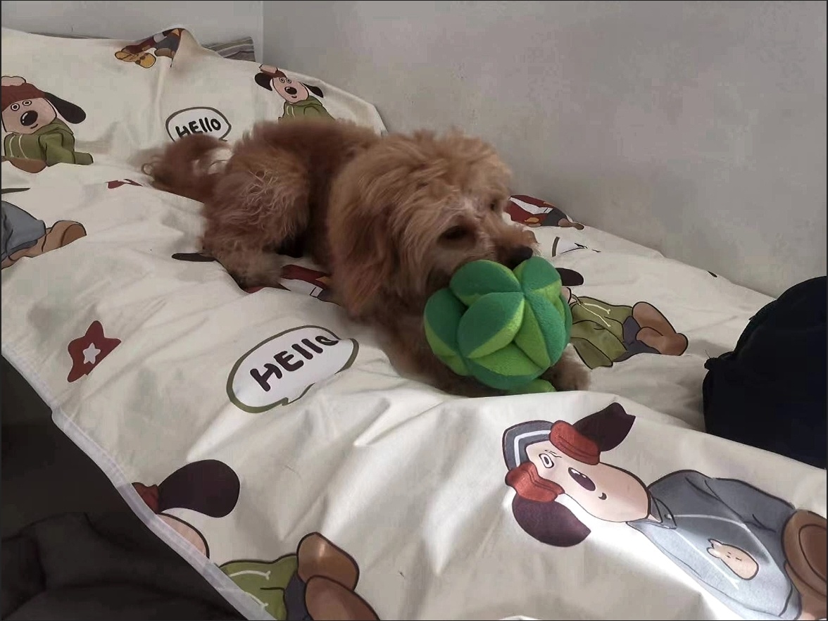 Dog IQ Treat Dispensing Broccoli Toy review Steven Lee
