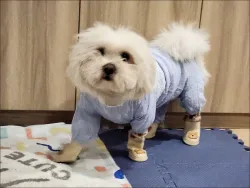 Romantic Lace Four Legged Pet Onesie for Summer review Madison Turner