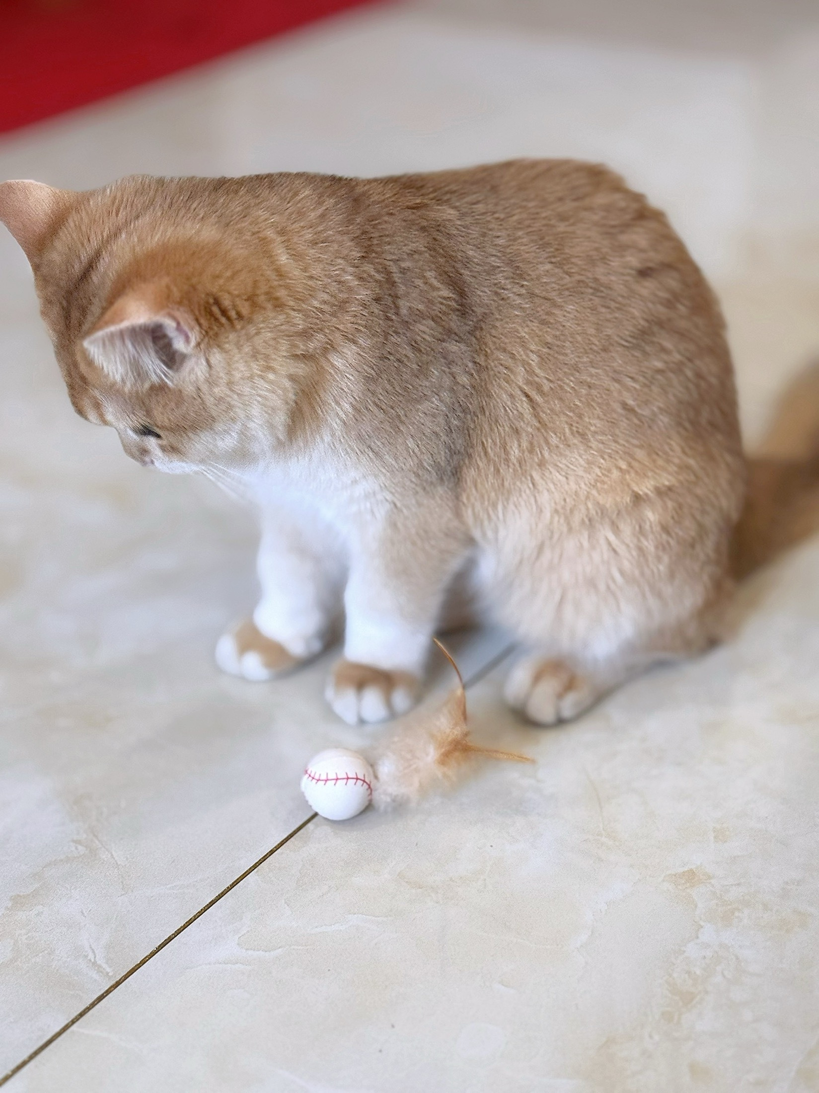 Teasing Cat Toy Feather Elastic Ball review Nora Thompson