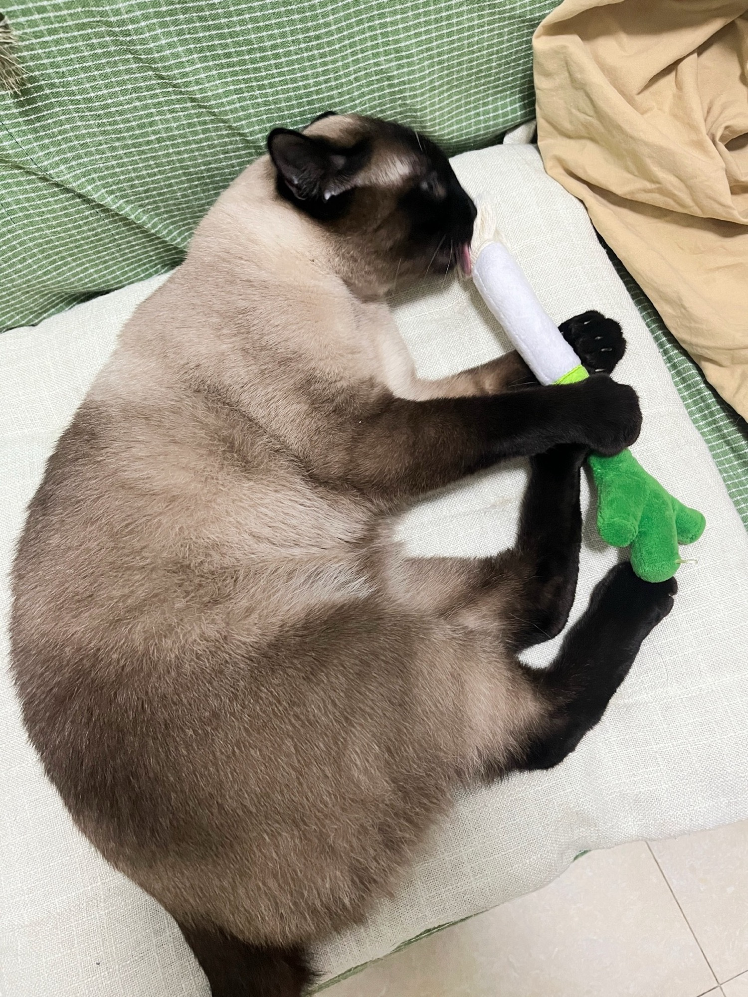 Catnip Leek Toy with Bell review Theodore Grant