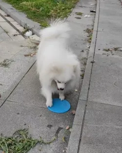 Dog Throw Toy Training Flying Saucer review Caleb Nicholson