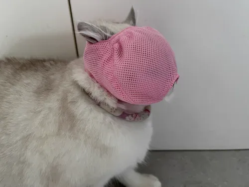 DOGLEMI Cat Muzzle Breathable Mesh Muzzle Adjustable Cat Mask That Prevents Eating Biting And Barking review Emily Townsend