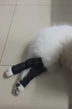 Dog Hock Braces Fix Hock Joint Damage review Olivia Reynolds