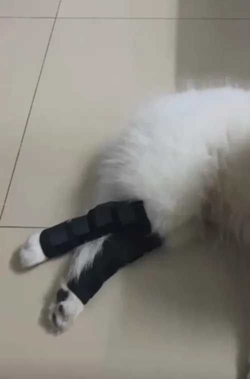 Dog Hock Braces Fix Hock Joint Damage review Olivia Reynolds