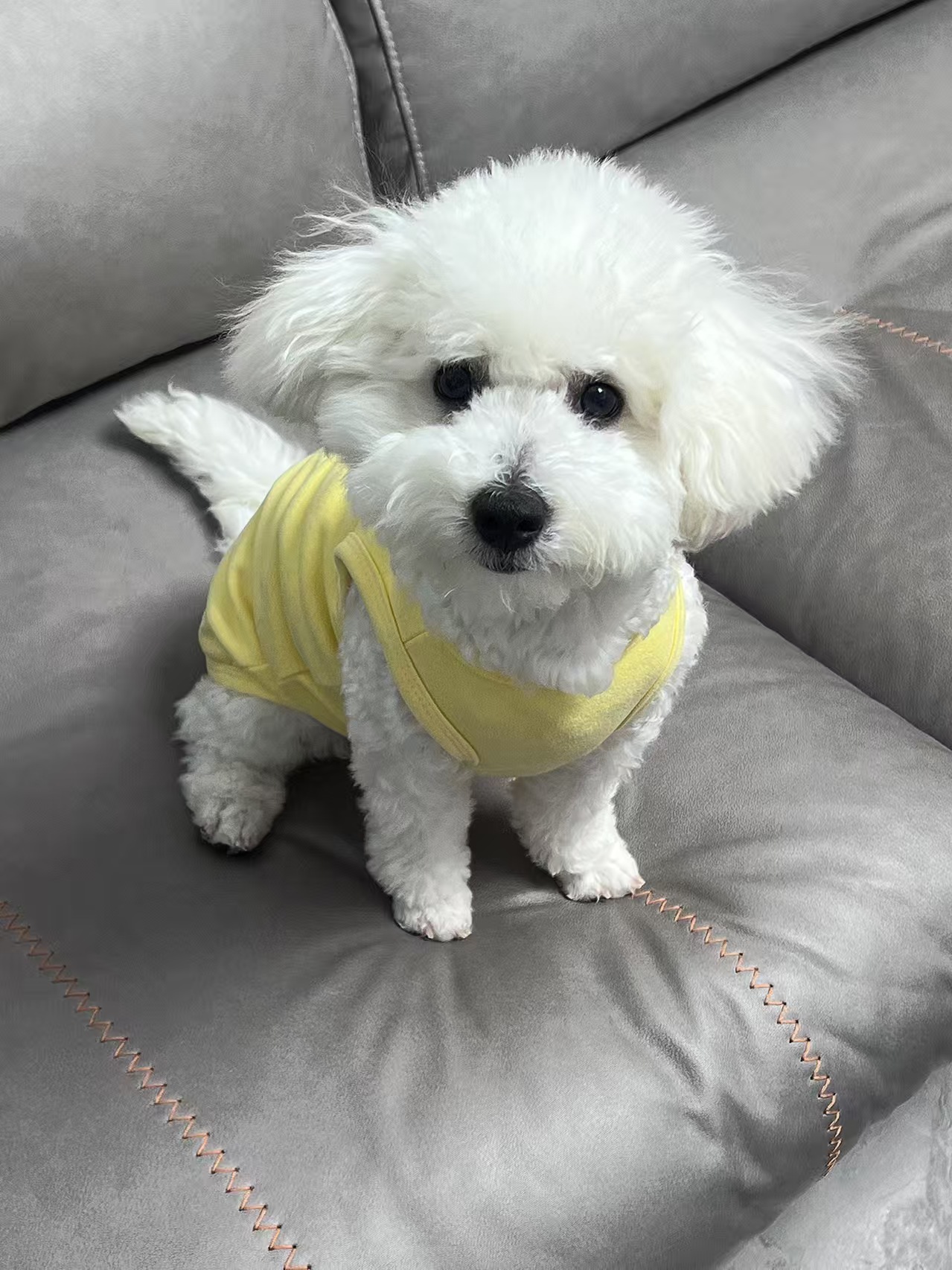 Solid Color Two-Leg Vest Pet Clothes review Ethan Roberts