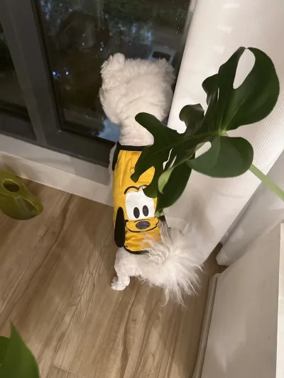 Cute Cartoon Puppy Suspender Pet Clothes review Eleanor Grant
