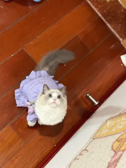 Tulip Pleated Dress Princess Style Ladies Cat Pet Clothes review Abigail Foster