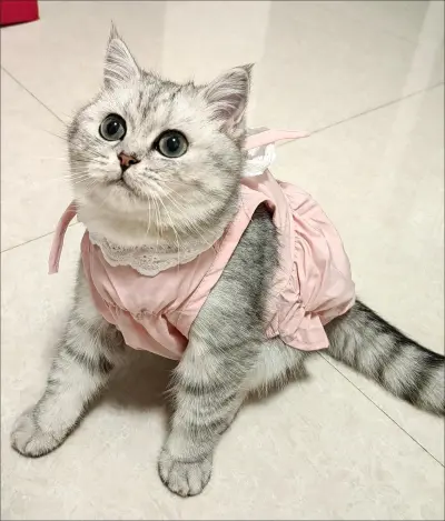 Pet Princess Skirt Spring/Summer Thin Clothes review Ethan Green