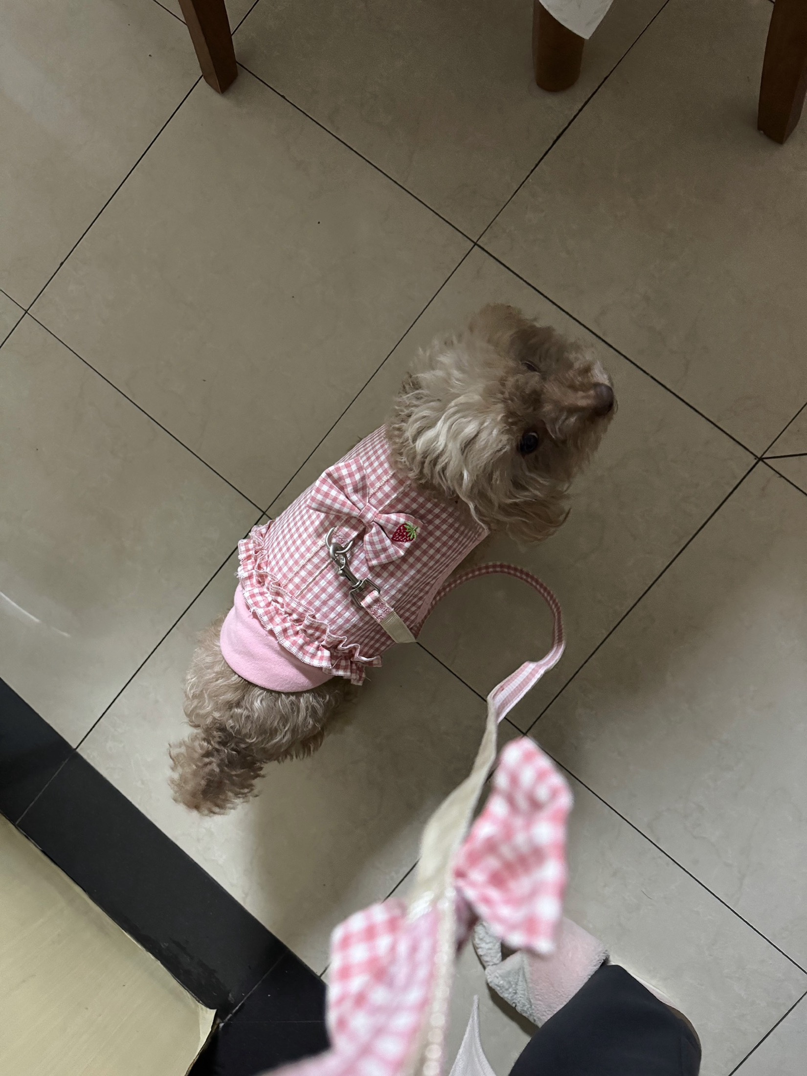 Fruit Pet Fashion Harness review Isla Montgomery