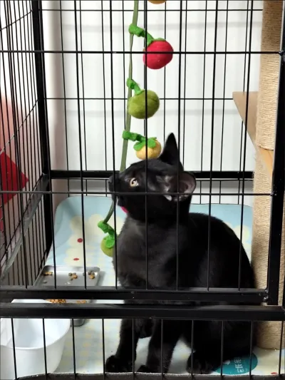Catnip Tomato Teaser Toy review Jennifer White