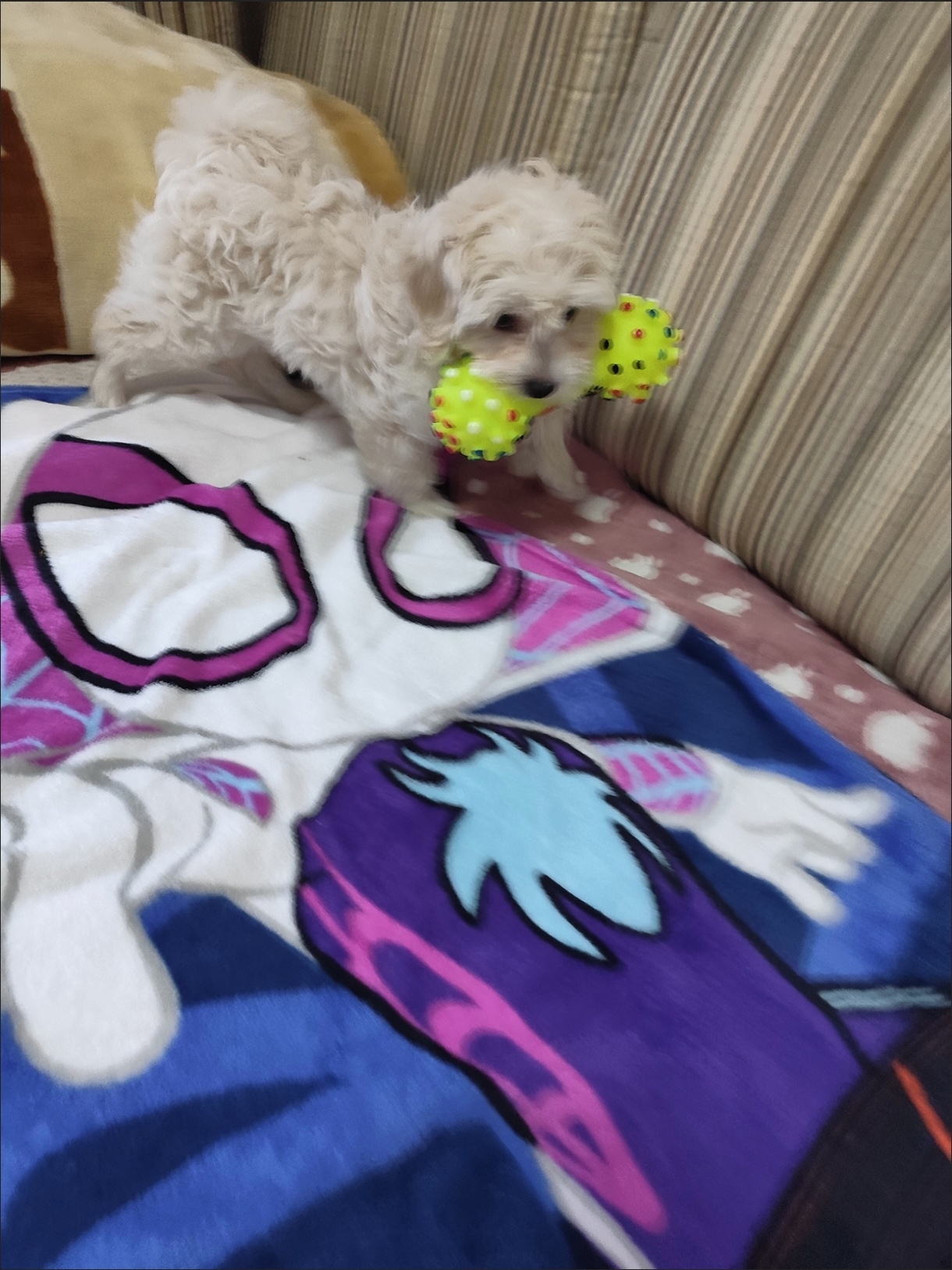 Pet Dog Toy Ball Grinds Teeth And Produces Biting Sound review Robert Wilson