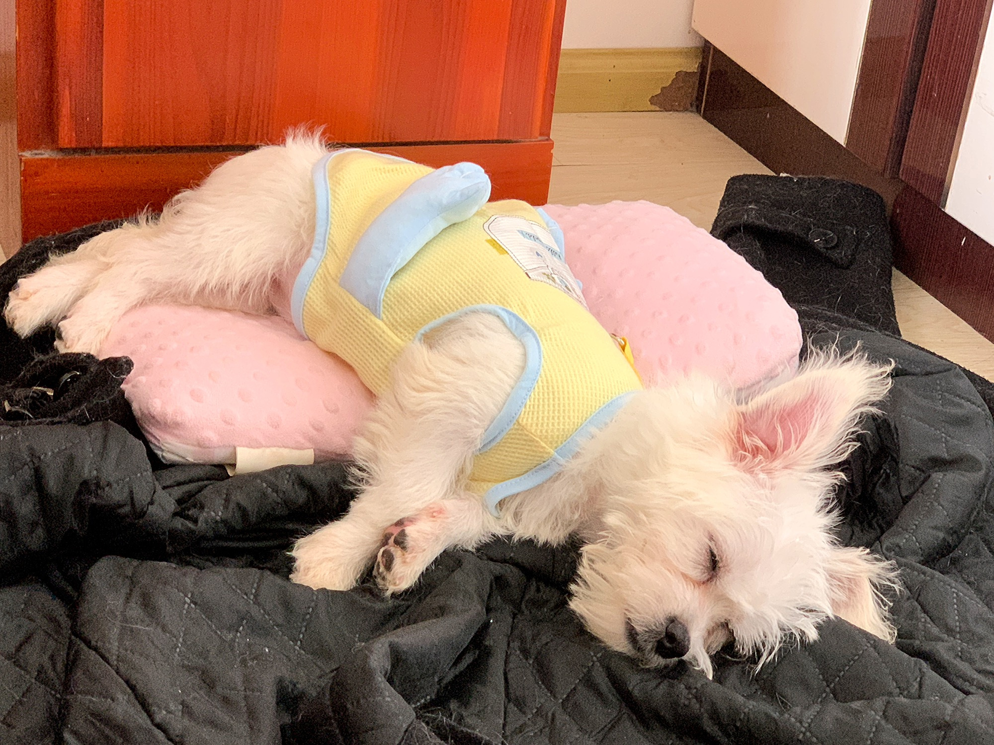 Breathable 3D Hand Pocket Traction Vest Pet Clothes review Sarah Wilson