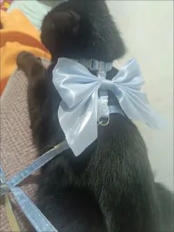 Bow Cat Harness Set review Nathan Reed